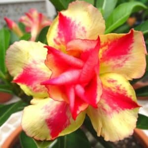 Adenium obesum Yellowsoon, Adenium obesum cv. Yellowsoon, Rose du désert 'Yellowsoon', Culture d'Adenium obesum 'Yellowsoon'