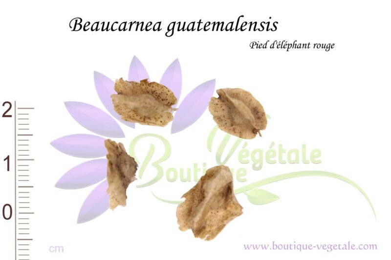 Graines de Beaucarnea guatemalensis, graines de Pied d'éléphant rouge, graines Nolina guatemalensis