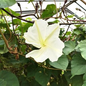 Fleur d'Ipomoea alba, Floraison de la Fleur de lune, Floraison d'Ipomoea alba, Fleur de lune
