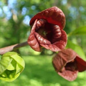Inflorescence d'Asimina triloba, Fleurs d'Asiminier