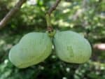 Infrutescence d'Asimina triloba, Fruits d'Asiminier, Graines d'Asimina triloba, Graines d'Asiminier, Semences de Paw-paw