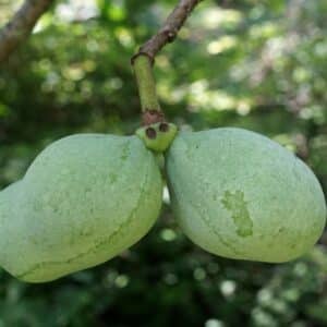 Infrutescence d'Asimina triloba, Fruits d'Asiminier, Graines d'Asimina triloba, Graines d'Asiminier, Semences de Paw-paw