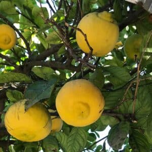 Fructification de Citrus × limetta, Grappes de Lime douce