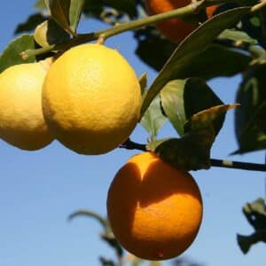 Culture de Citrus × meyeri ou Citron Meyer, Graines de Citrus × meyeri, Graines de Citron Meyer