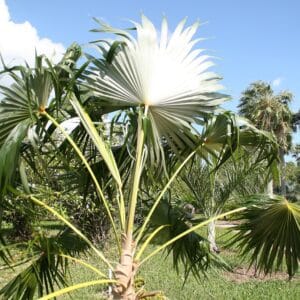 Palmes de Coccothrinax barbadensis, Vue générale de Latanier balai, Graines de Coccothrinax barbadensis, Graines de Latanier balai