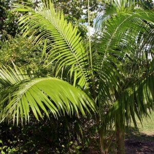 Vue générale de Heterospathe elata, Culture de Sagisi Palm