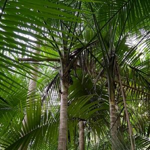 Détails du stipe de Heterospathe elata, Feuillage et stipe de Sagisi Palm, Graines de Heterospathe elata, Graines de Sagisi Palm