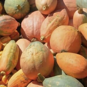 Récolte de Melon banane, Cucumis melo 'Banana', Graines de Melon banane, Graines de Cucumis melo 'Banana'