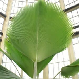 Feuille de Pritchardia pacifica, Palmes du Palmier éventail des Fidji, Graines de Pritchardia pacifica, Graines de Palmier éventail des Fidji