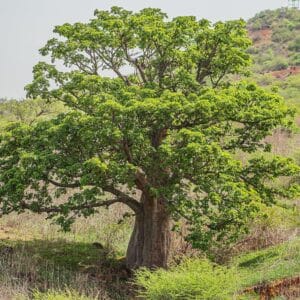 Graines d'Adansonia digitata, Graines de Baobab africain
