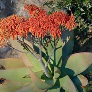 Graines d'Aloe Striata - Graines de Coral Aloe