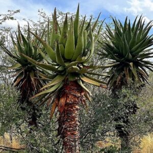 Graines d'Aloe ferox - Graines d'Aloès du Cap