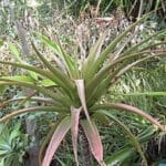 Graines d'Aloe purpurea - Graines d'Aloès pourpre