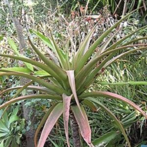 Graines d'Aloe purpurea - Graines d'Aloès pourpre