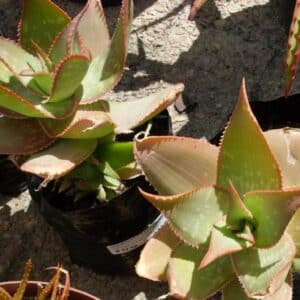 Graines d'Aloe striata - Graines d'Aloe striata maculata