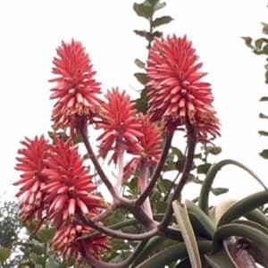 Graines d'Aloidendron barberae - Graines d'Aloe barberae