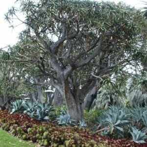 Graines d'Aloidendron barberae - Graines d'Aloe barberae