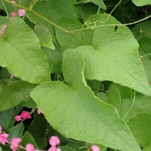 Graines d'Antigonon leptopus - Graines de Liane corail