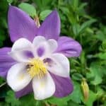 Aquilegia-McKana-Fleur-de-pourpre
