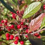 Fructification d'Aronia arbutifolia, Infrutescence d'Aronie à feuilles d'arbousier, Graines d'Aronia arbutifolia, Graines d'Aronie à feuilles d'arbousier