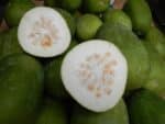 Graines de Benincasa hispida - Graines des Courges cireuses