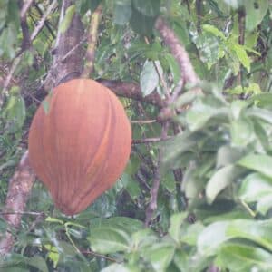 Graines de Bombacopsis glabra - Graines de Noisetier de Cayenne