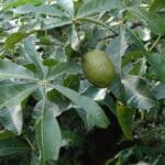 Graines de Bombacopsis glabra - Graines de Noisetier de Cayenne