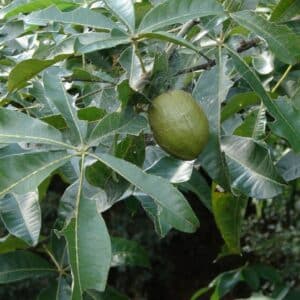 Graines de Bombacopsis glabra - Graines de Noisetier de Cayenne