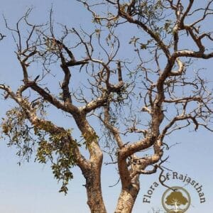 Graines de Boswellia serrata - Graines de Salai guggul