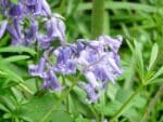 Graines de Bulbes et plants de Jacinthe des bois - Graines d'Hyacinthoides non-scripta