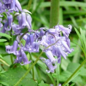 Graines de Bulbes et plants de Jacinthe des bois - Graines d'Hyacinthoides non-scripta