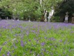 Graines de Bulbes et plants de Jacinthe des bois - Graines d'Hyacinthoides non-scripta