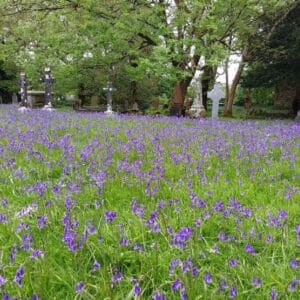 Graines de Bulbes et plants de Jacinthe des bois - Graines d'Hyacinthoides non-scripta