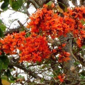 Graines de Butea monosperma - Graines de Flamme de la forêt