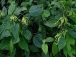 Graines de Cananga odorata - Graines d' Ylang Ylang