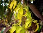 Graines de Cananga odorata - Graines d' Ylang Ylang