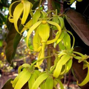 Graines de Cananga odorata - Graines d' Ylang Ylang