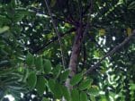 Graines de Cananga odorata - Graines d' Ylang Ylang