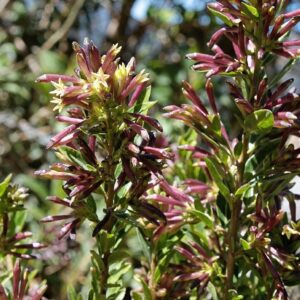 Graines de Cestrum buxifolium - Graines de Black Beauty