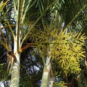 Inflorescence de Chrysalidocarpus albofarinosus ou Palmier farineux, Détails des palmes de Dypsis albofarinosa