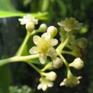Graines de Cinnamomum camphora - Graines de Camphrier
