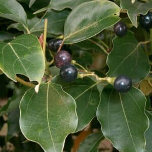 Graines de Cinnamomum camphora - Graines de Camphrier