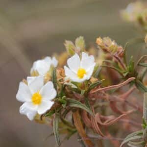 Graines de Cistus clusii - Graines de romarin