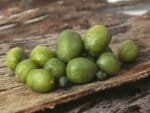 Graines de Citrus glauca - Graines de Desert Lime