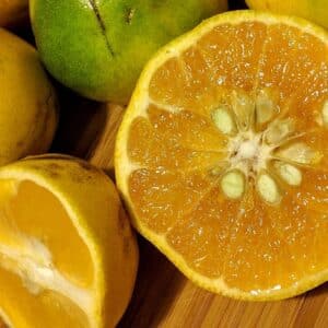 Graines de Citrus × tangelo - Graines de Tangelolo