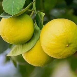 Graines de Citrus × tangelo - Graines de Tangelolo