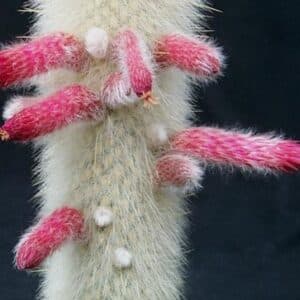 Graines de Cleistocactus strausii - Graines de Cactus cierge