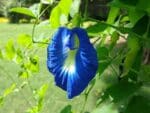 Graines de Clitoria ternatea - Graines de Clitorie de Ternate bleue
