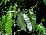 Graines de Coffea arabica ‘Himalaya - graines de Caféier arabica