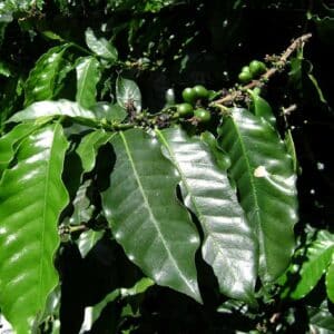 Graines de Coffea arabica ‘Himalaya - graines de Caféier arabica